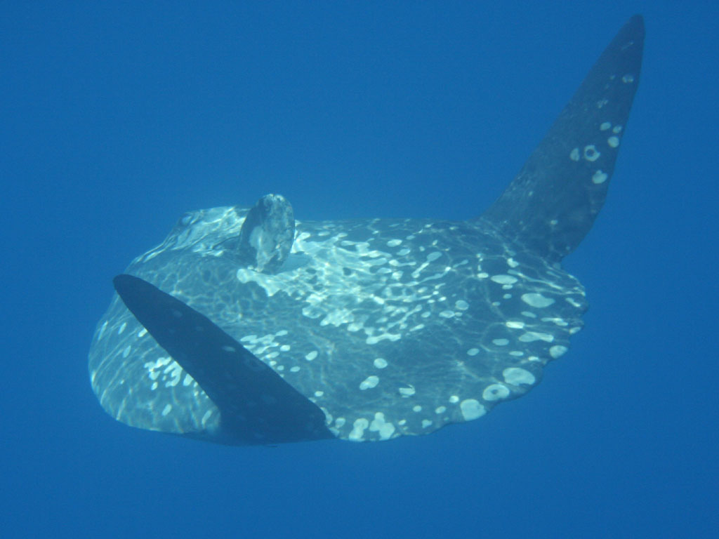 Mola mola (Pesce luna)